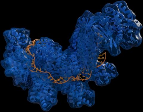 Crispr_Grundlagen